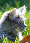 Jackson Pets!